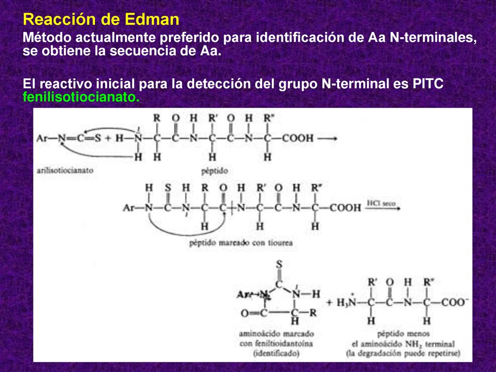 Reacción de Edman Método actualmente preferido para identificación de Aa N-terminales, se obtiene la secuencia de Aa.