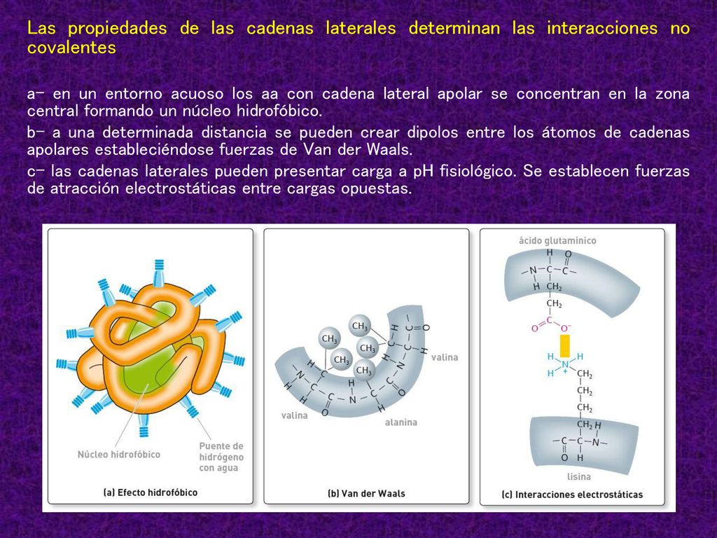Las propiedades de las cadenas laterales determinan las interacciones no covalentes