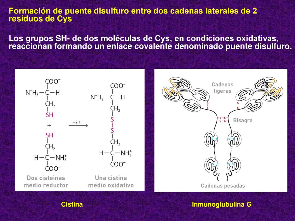 Formación de puente disulfuro entre dos cadenas laterales de 2 residuos de Cys