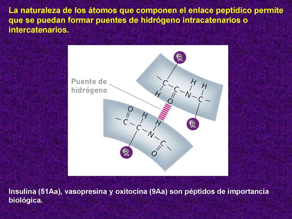 La naturaleza de los átomos que componen el enlace peptídico permite que se puedan formar puentes de hidrógeno intracatenarios o intercatenarios.