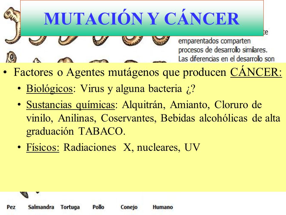 MUTACIÓN Y CÁNCER Factores o Agentes mutágenos que producen CÁNCER: