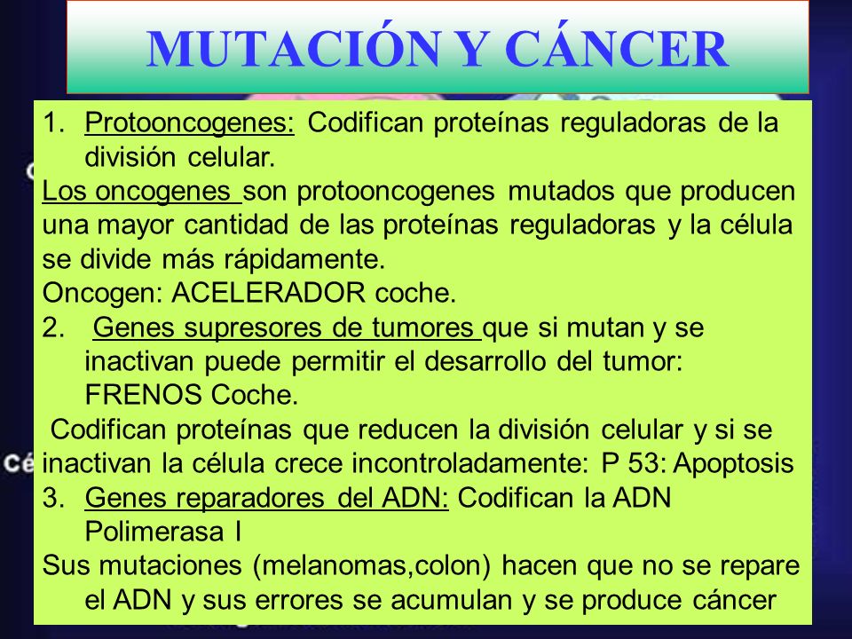 MUTACIÓN Y CÁNCER Protooncogenes: Codifican proteínas reguladoras de la división celular.