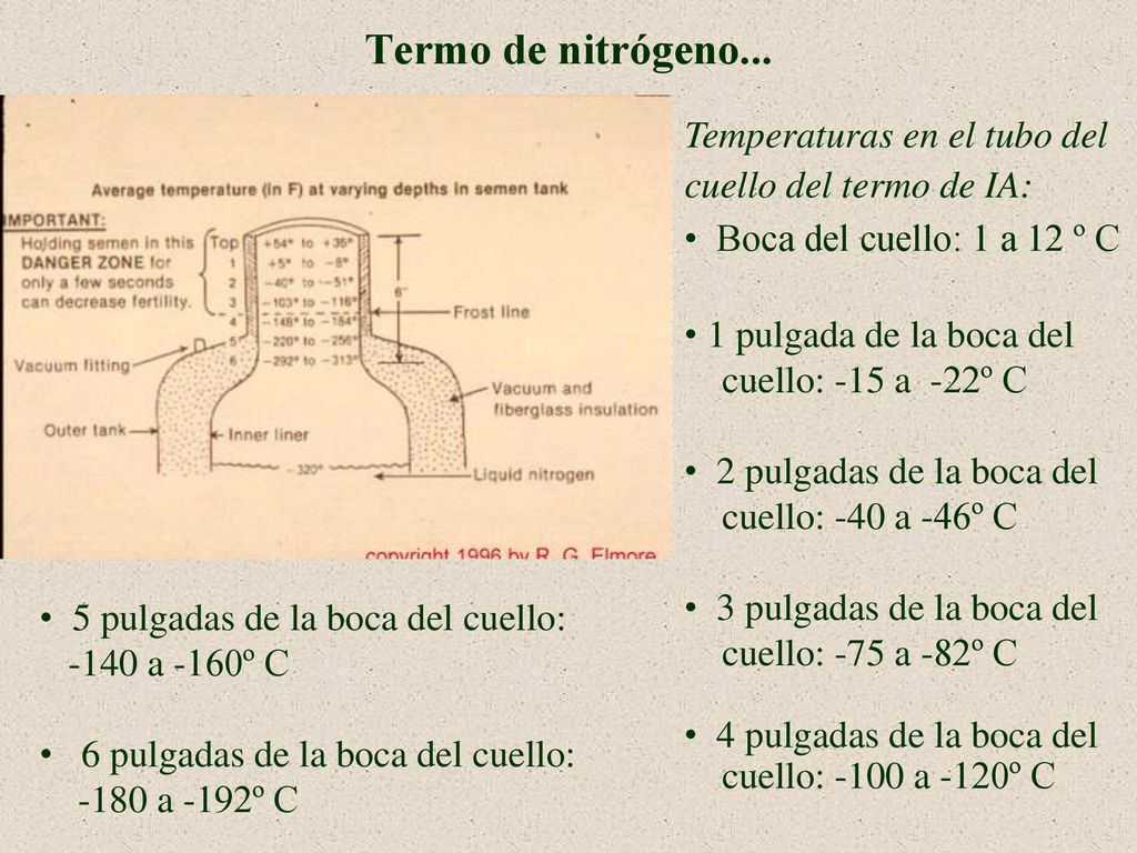 Termo de nitrógeno... Temperaturas en el tubo del cuello del termo de IA: Boca del cuello: 1 a 12 º C.