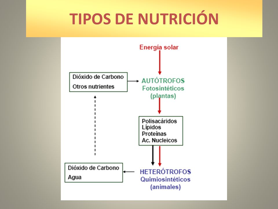 TIPOS DE NUTRICIÓN
