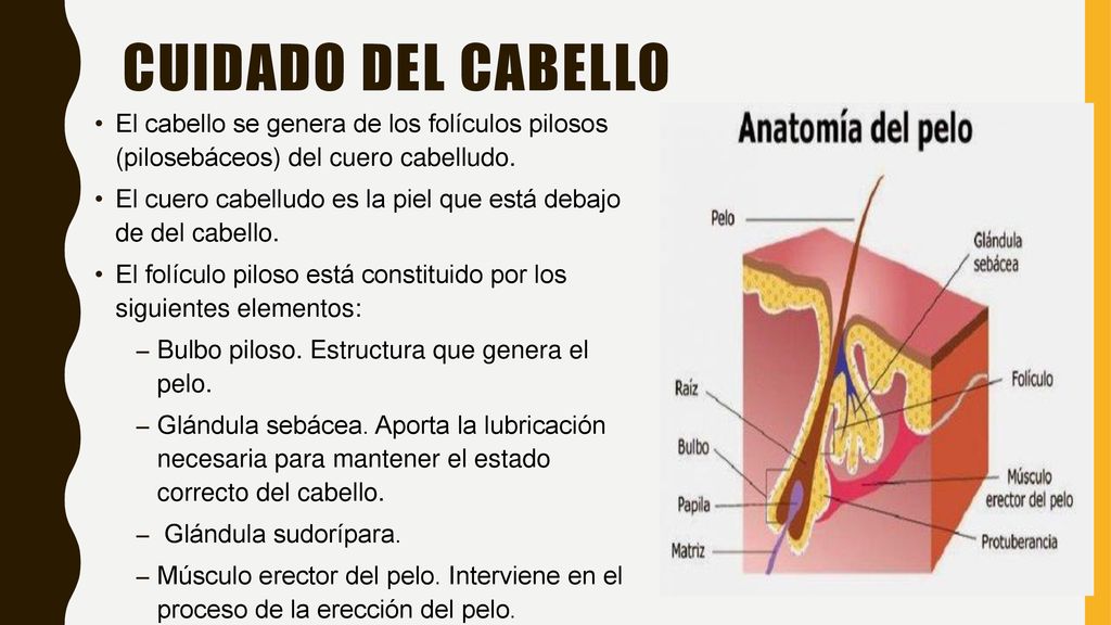 Cuidado Del cabello El cabello se genera de los folículos pilosos (pilosebáceos) del cuero cabelludo.