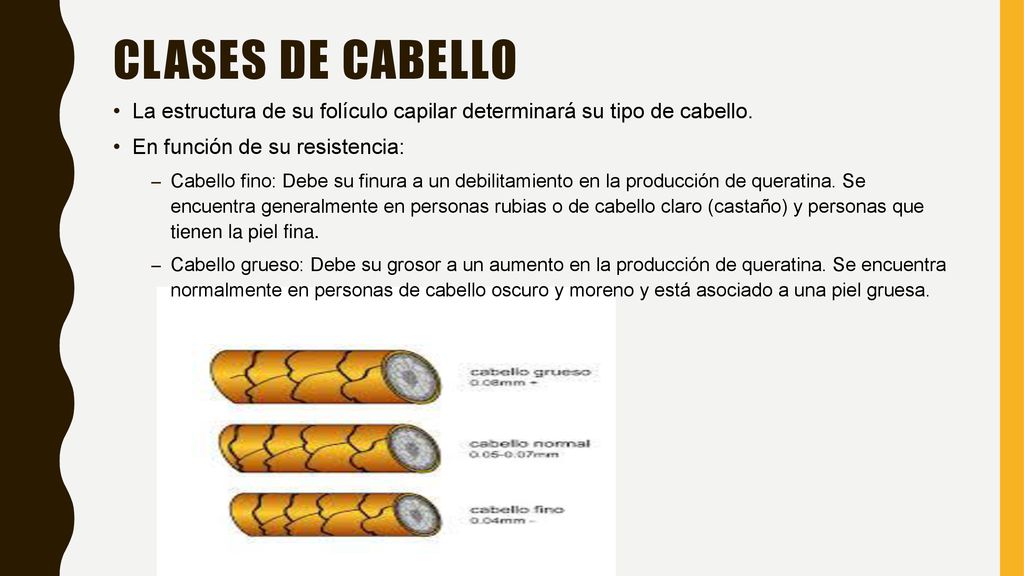 Clases de cabello La estructura de su folículo capilar determinará su tipo de cabello. En función de su resistencia: