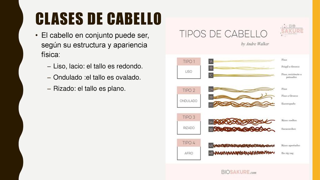 Clases de cabello El cabello en conjunto puede ser, según su estructura y apariencia física: Liso, lacio: el tallo es redondo.