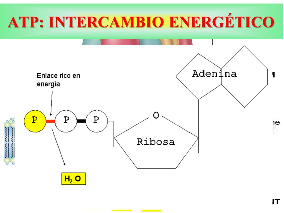 ATP: INTERCAMBIO ENERGÉTICO