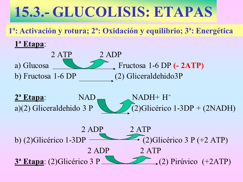 GLUCOLISIS: ETAPAS 1ª: Activación y rotura; 2ª: Oxidación y equilibrio; 3ª: Energética. 1ª Etapa: