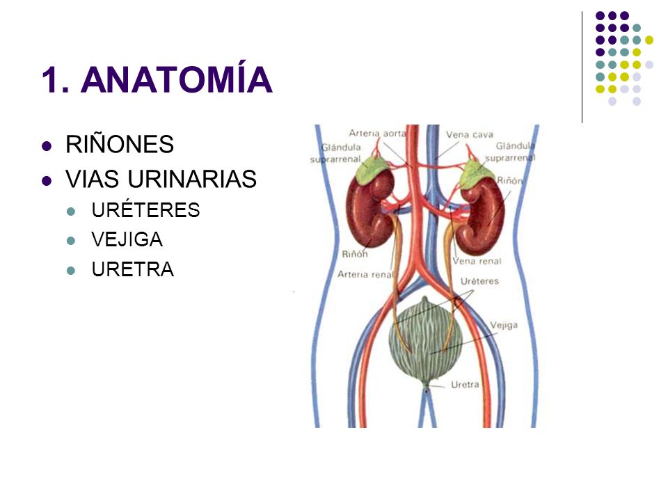 1. ANATOMÍA RIÑONES VIAS URINARIAS URÉTERES VEJIGA URETRA