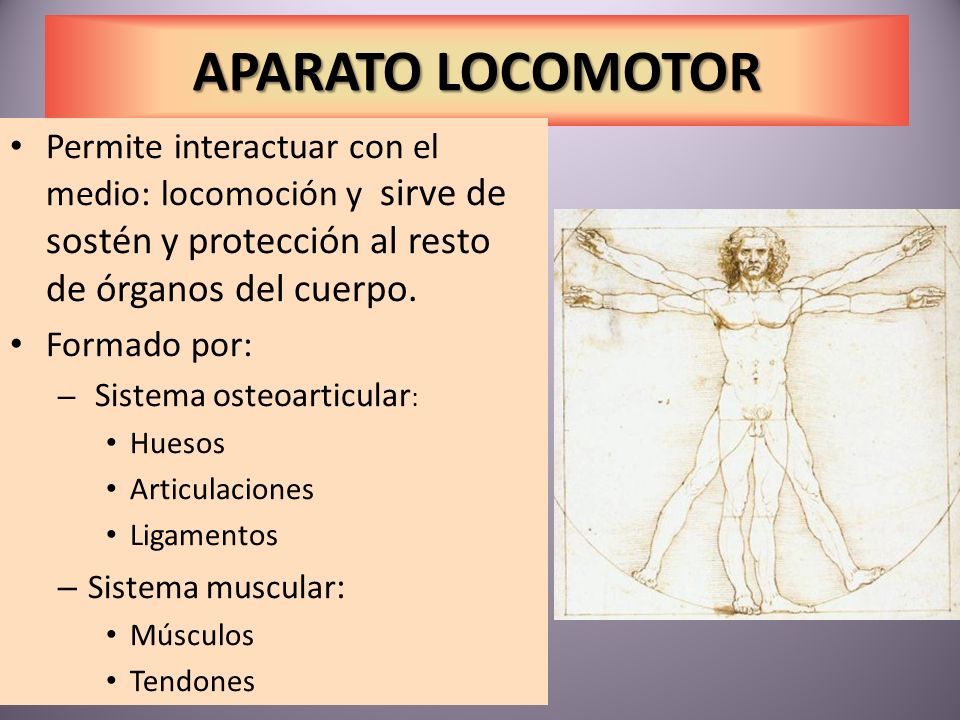 APARATO LOCOMOTOR Permite interactuar con el medio: locomoción y sirve de sostén y protección al resto de órganos del cuerpo.