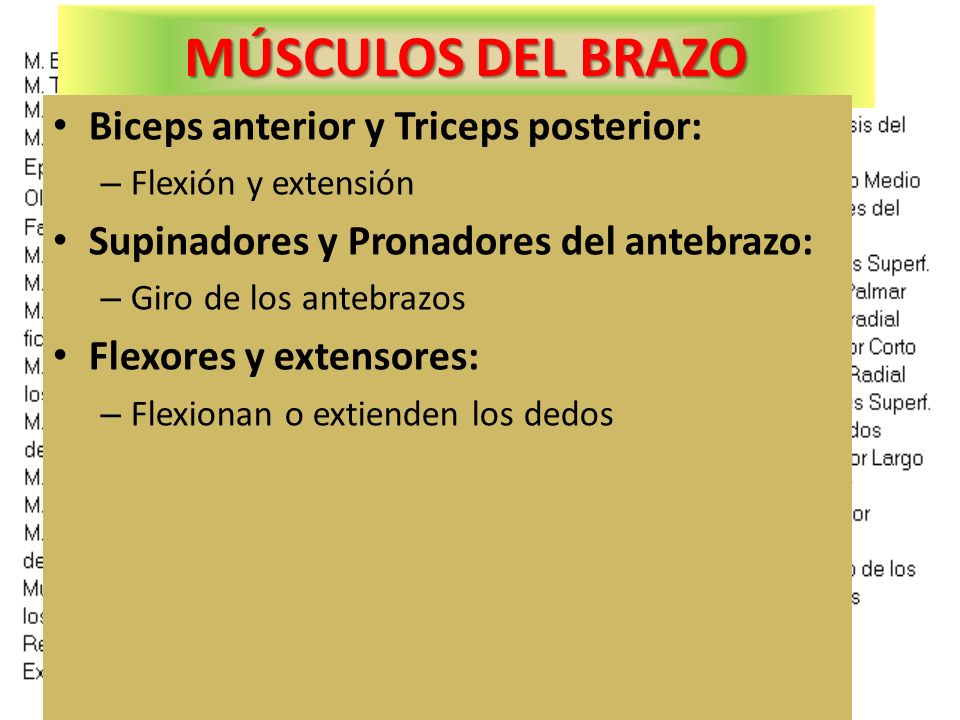 MÚSCULOS DEL BRAZO Biceps anterior y Triceps posterior: