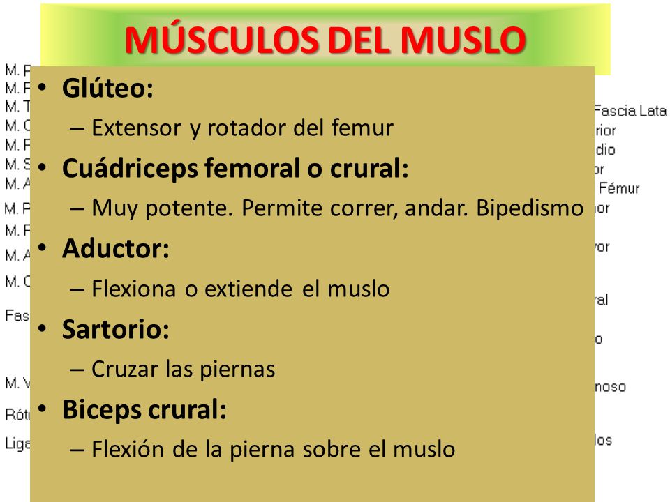 MÚSCULOS DEL MUSLO Glúteo: Cuádriceps femoral o crural: Aductor: