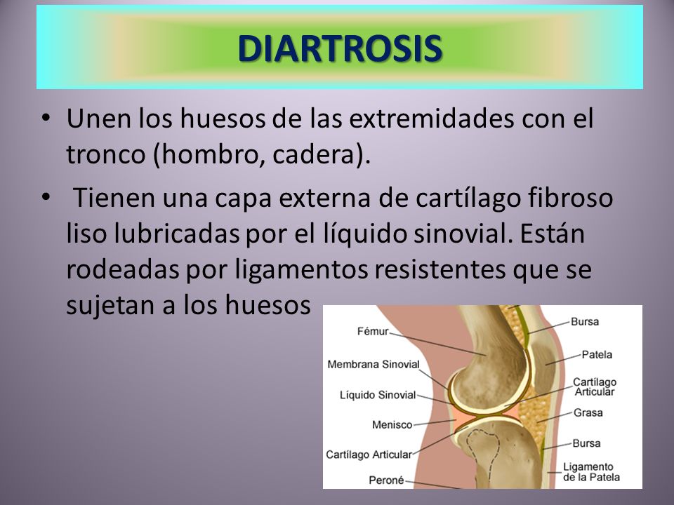 DIARTROSIS Unen los huesos de las extremidades con el tronco (hombro, cadera).