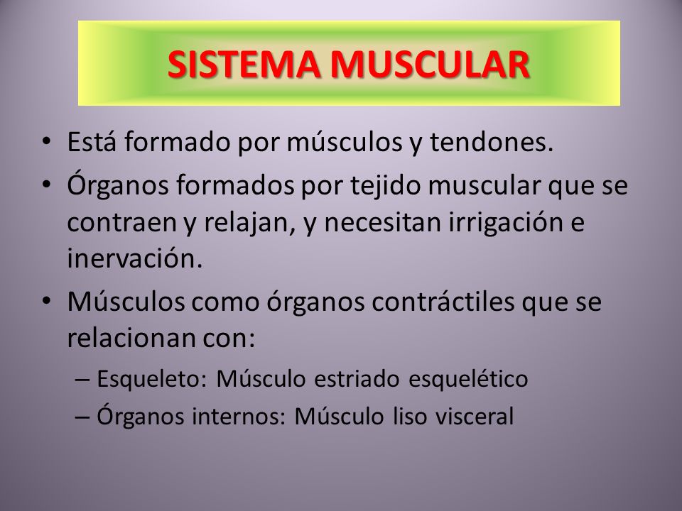 SISTEMA MUSCULAR Está formado por músculos y tendones.