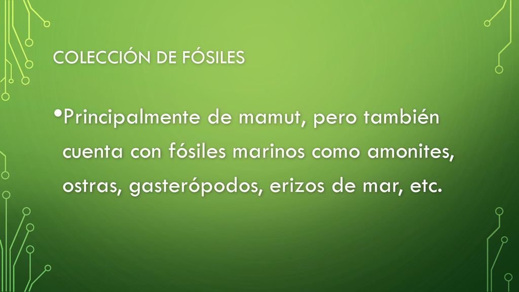 COLECCIÓN DE FÓSILES Principalmente de mamut, pero también cuenta con fósiles marinos como amonites, ostras, gasterópodos, erizos de mar, etc.