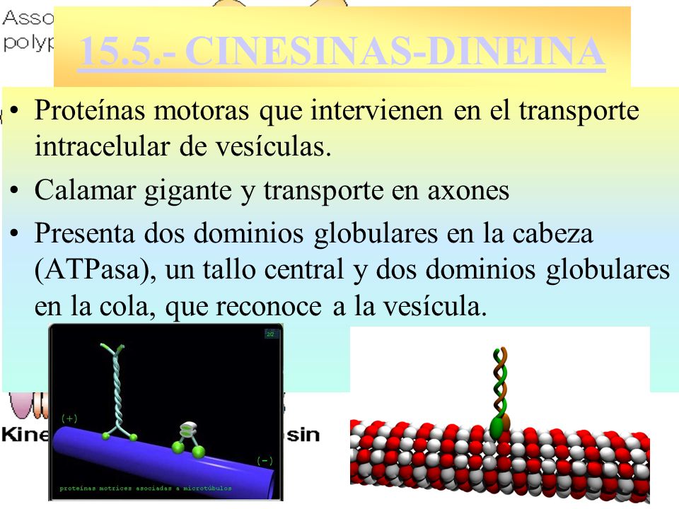 CINESINAS-DINEINA Proteínas motoras que intervienen en el transporte intracelular de vesículas.