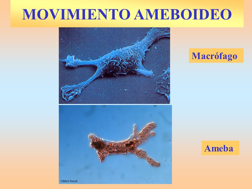 MOVIMIENTO AMEBOIDEO Macrófago Ameba