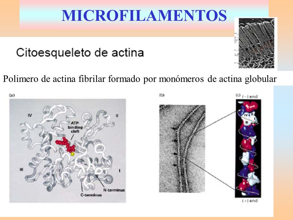 MICROFILAMENTOS Polimero de actina fibrilar formado por monómeros de actina globular