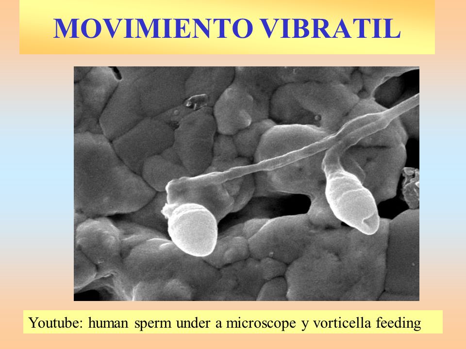 MOVIMIENTO VIBRATIL Youtube: human sperm under a microscope y vorticella feeding.