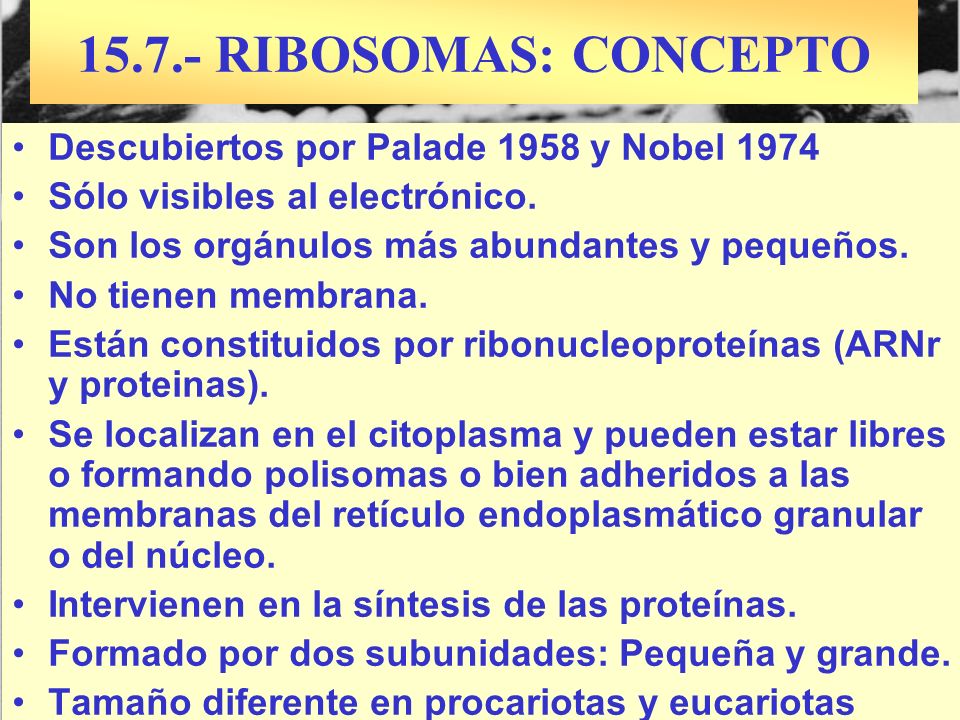 RIBOSOMAS: CONCEPTO Descubiertos por Palade 1958 y Nobel 1974