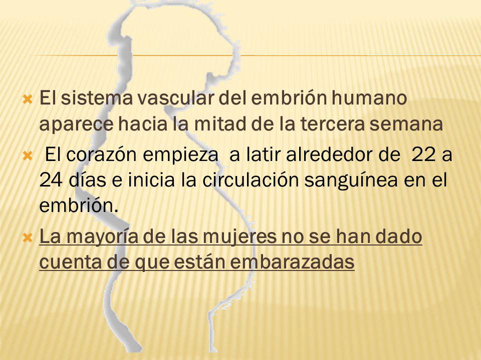 El sistema vascular del embrión humano aparece hacia la mitad de la tercera semana