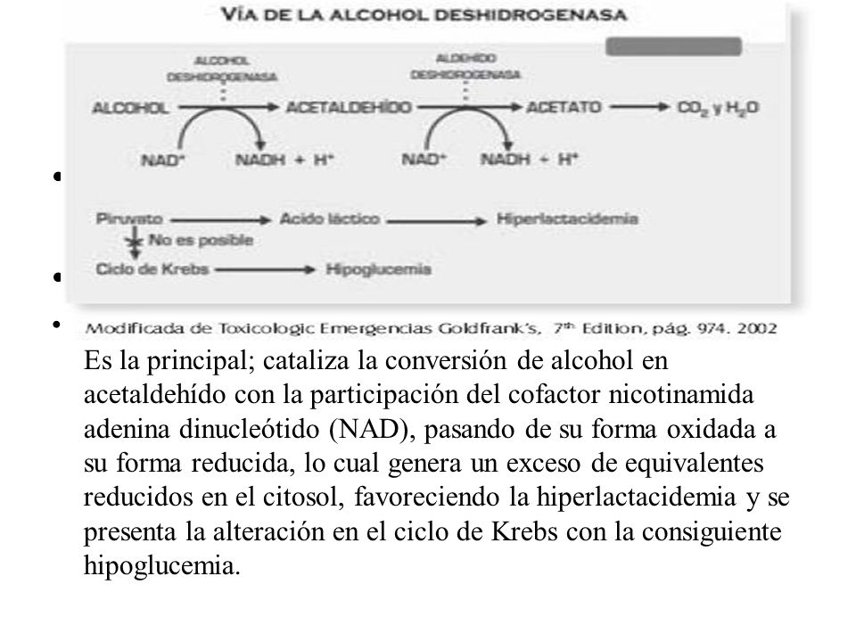 1. La vía de la enzima alcohol deshidrogenasa: