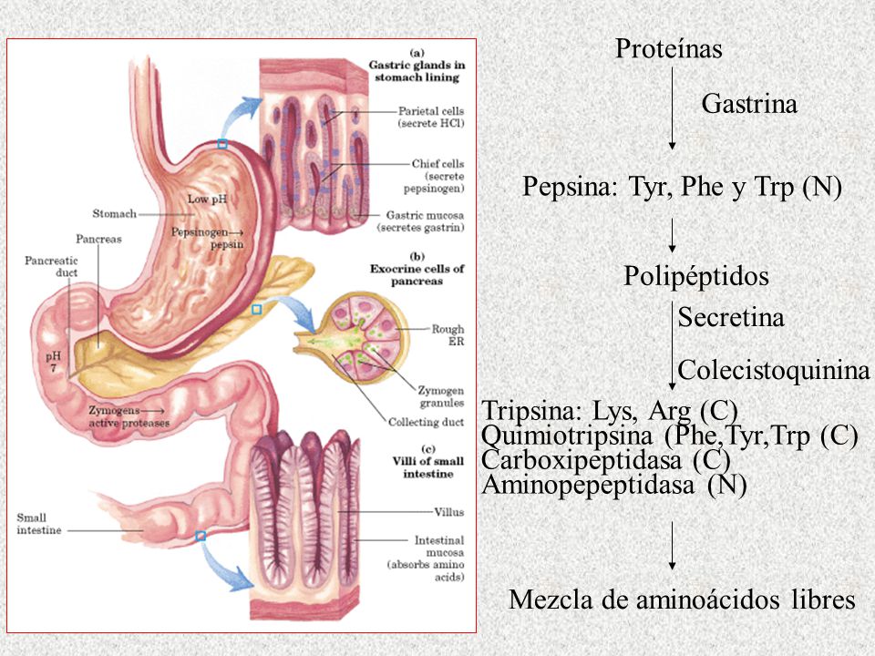 Proteínas Gastrina. Pepsina: Tyr, Phe y Trp (N) Polipéptidos. Secretina. Colecistoquinina.