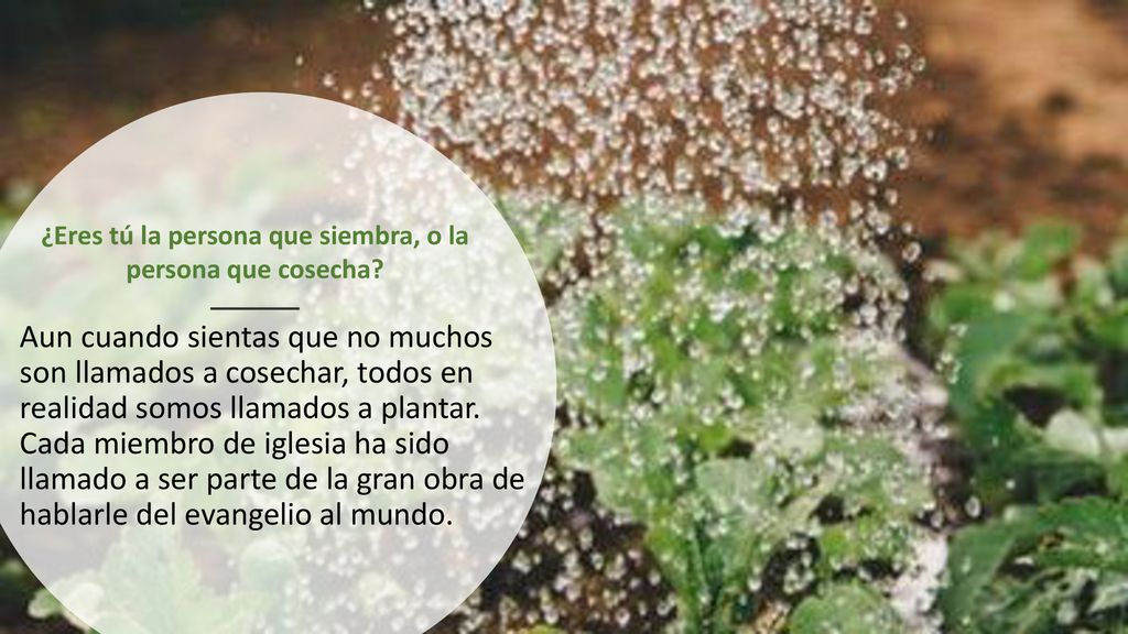 ¿Eres tú la persona que siembra, o la persona que cosecha