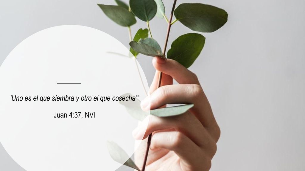 ‘Uno es el que siembra y otro el que cosecha’ Juan 4:37, NVI