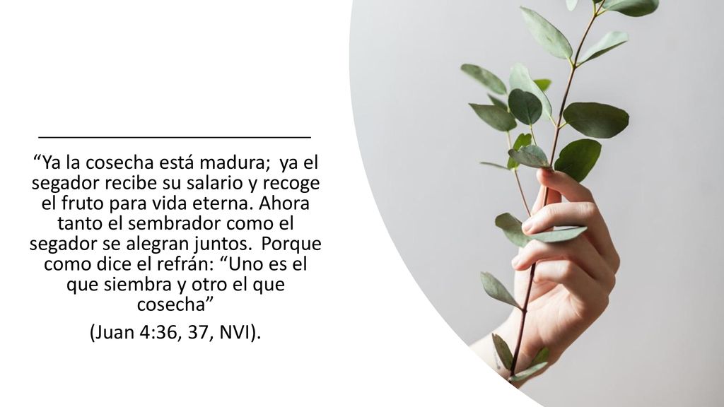 Ya la cosecha está madura; ya el segador recibe su salario y recoge el fruto para vida eterna.