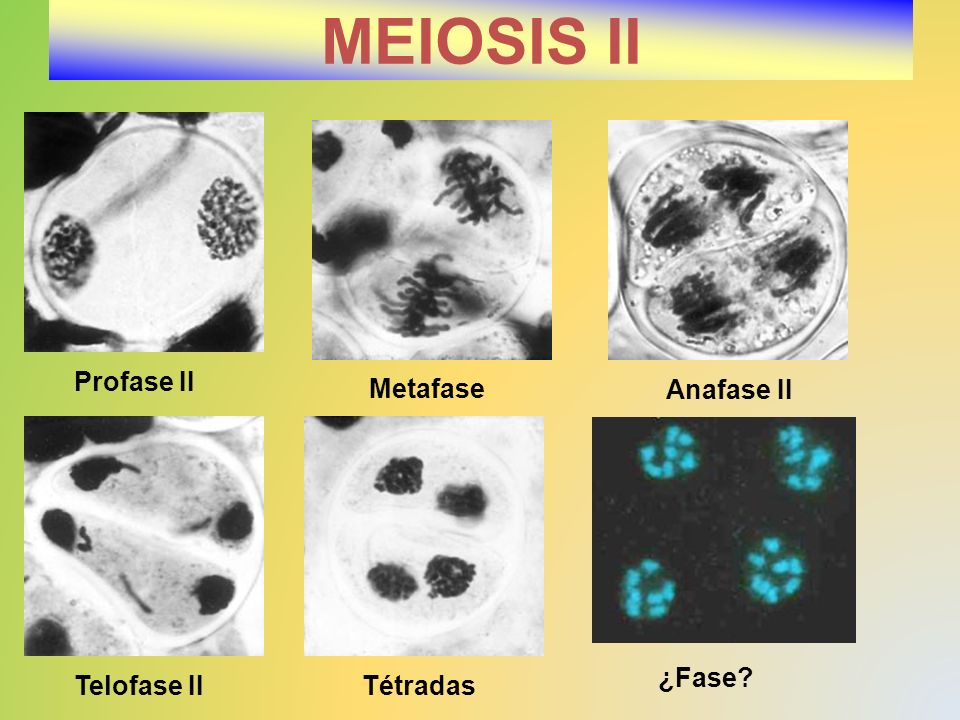 MEIOSIS II Profase II Metafase Anafase II ¿Fase Telofase II Tétradas