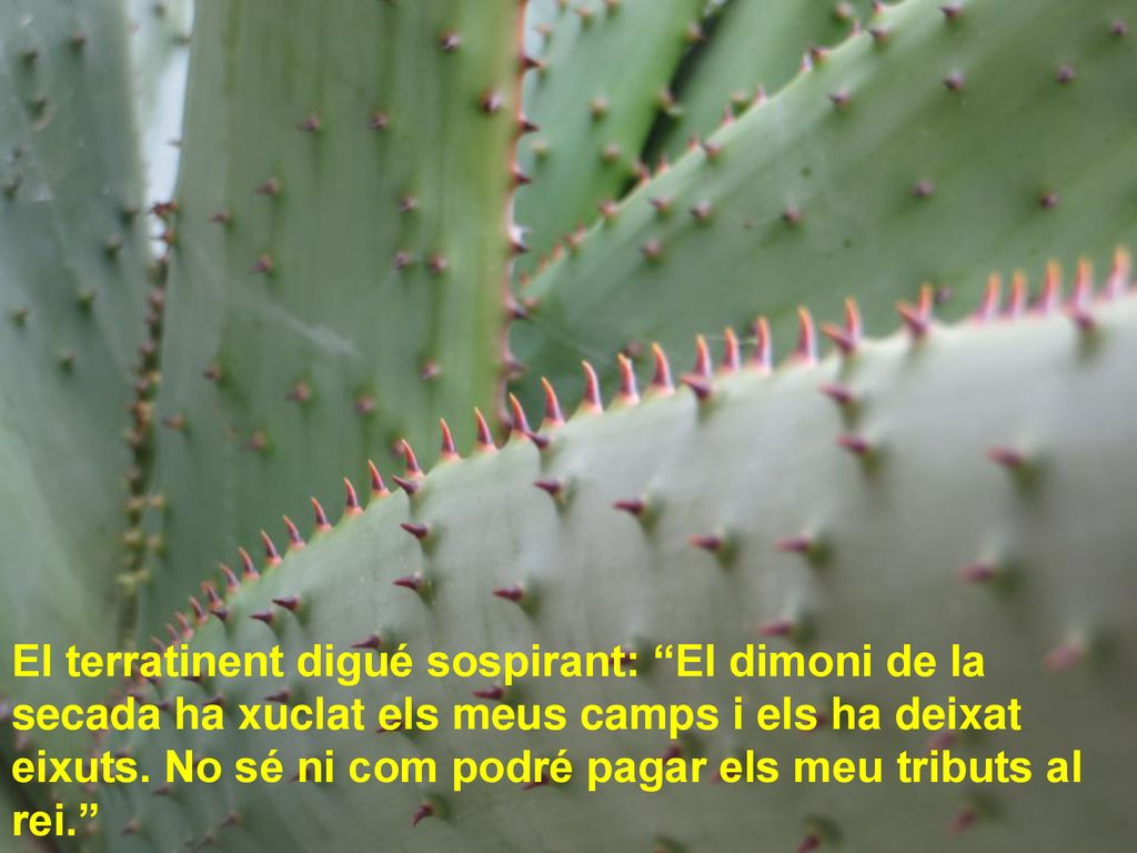 El terratinent digué sospirant: El dimoni de la secada ha xuclat els meus camps i els ha deixat eixuts.