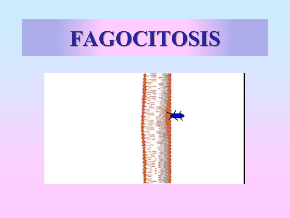 FAGOCITOSIS
