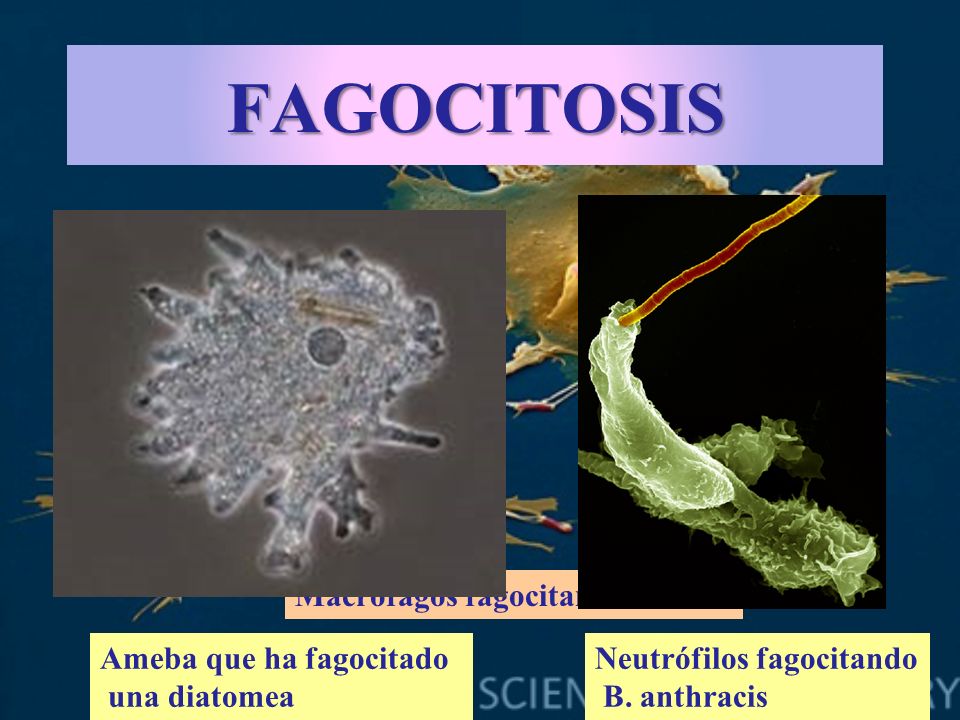 FAGOCITOSIS Macrófagos fagocitando E. coli Ameba que ha fagocitado
