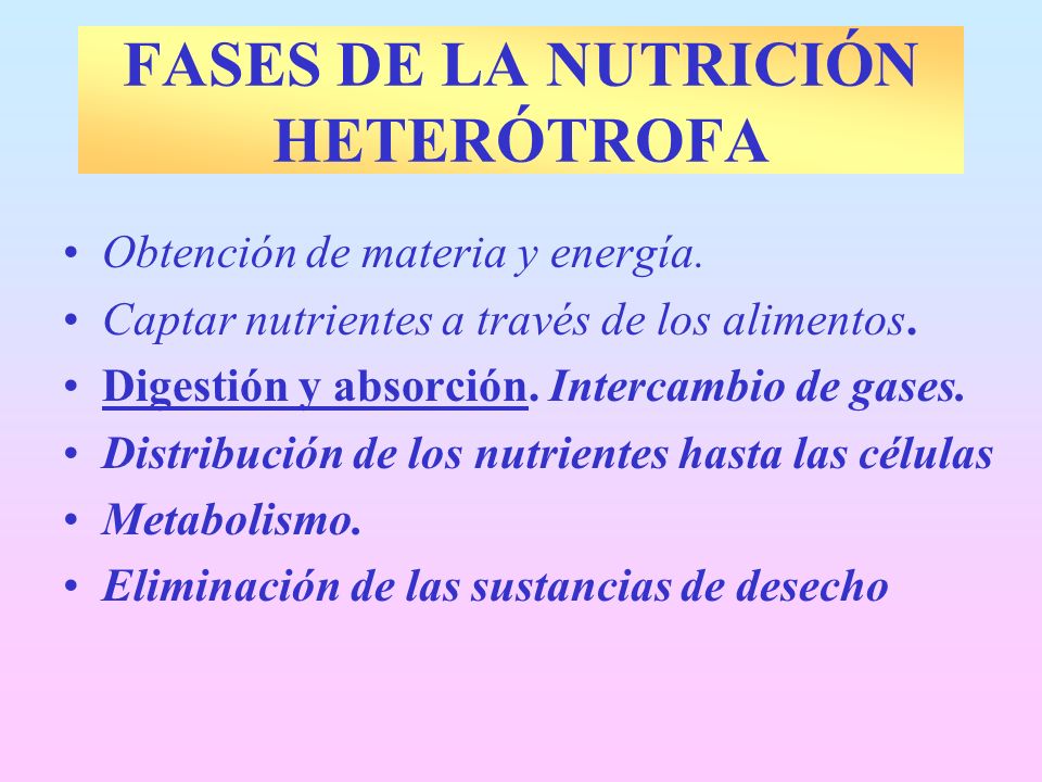 FASES DE LA NUTRICIÓN HETERÓTROFA