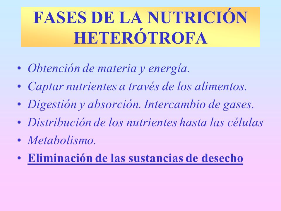 FASES DE LA NUTRICIÓN HETERÓTROFA
