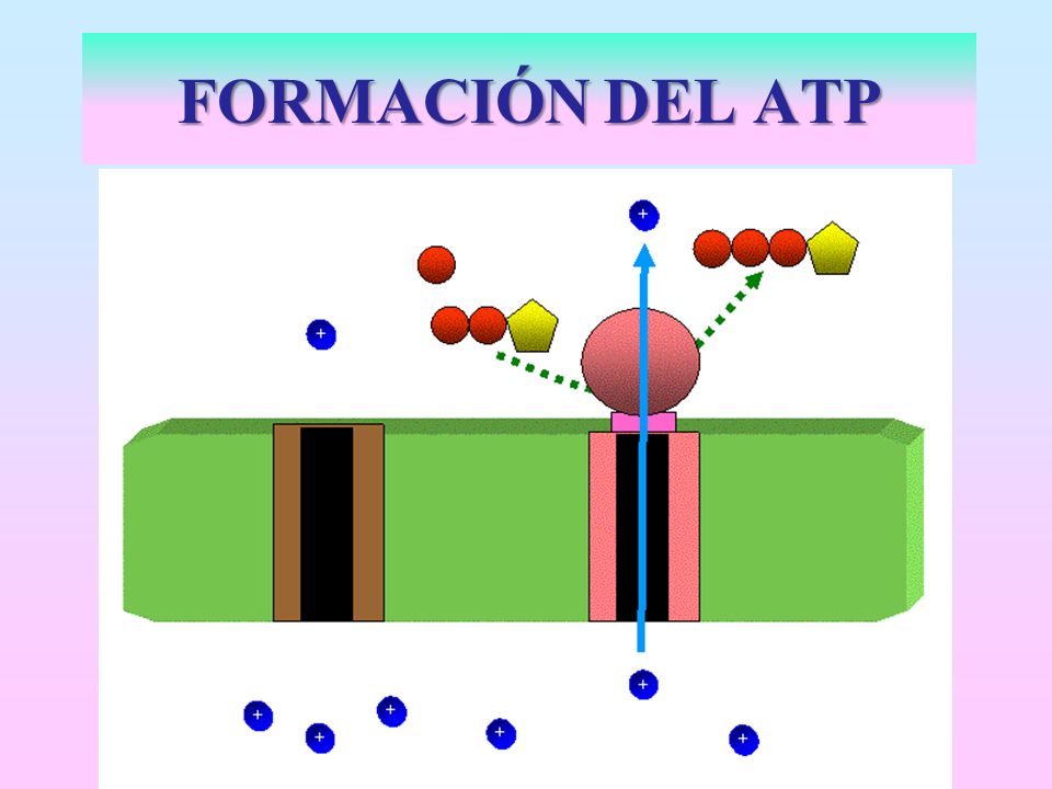 FORMACIÓN DEL ATP