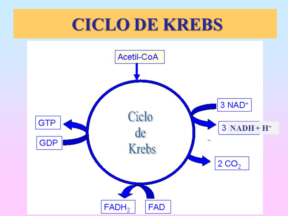 CICLO DE KREBS NADH + H+