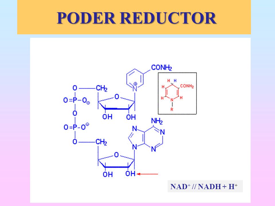 PODER REDUCTOR NAD+ // NADH + H+