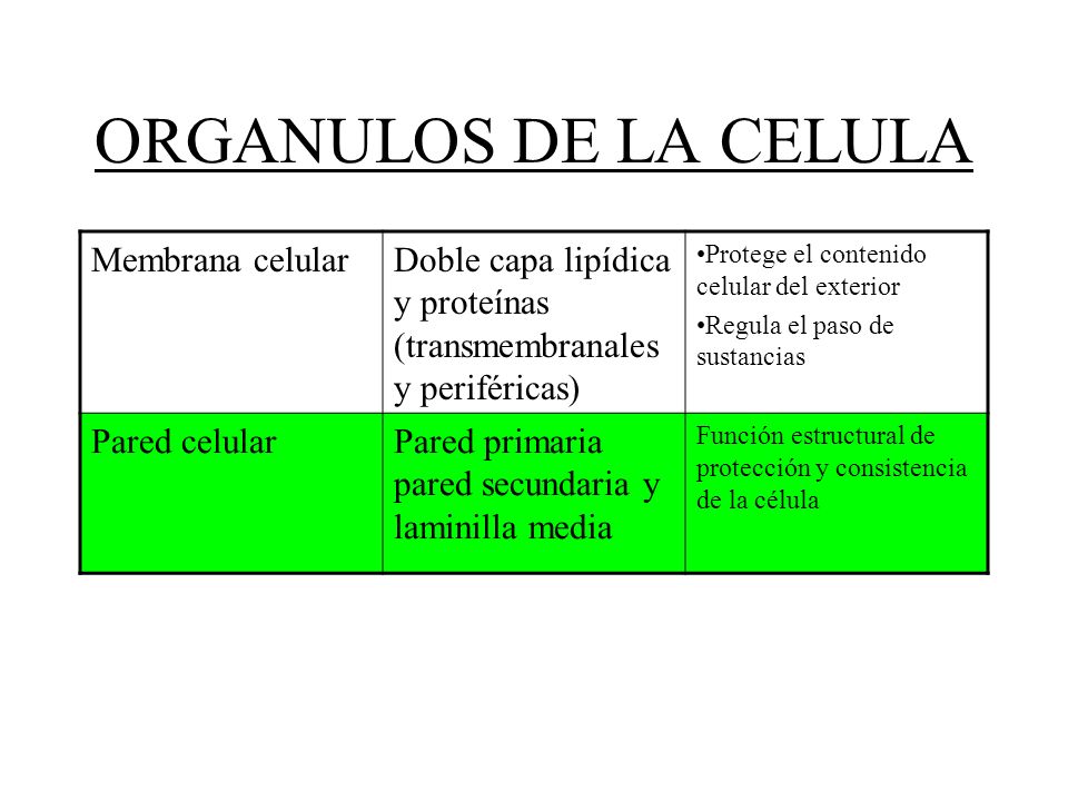 ORGANULOS DE LA CELULA Membrana celular