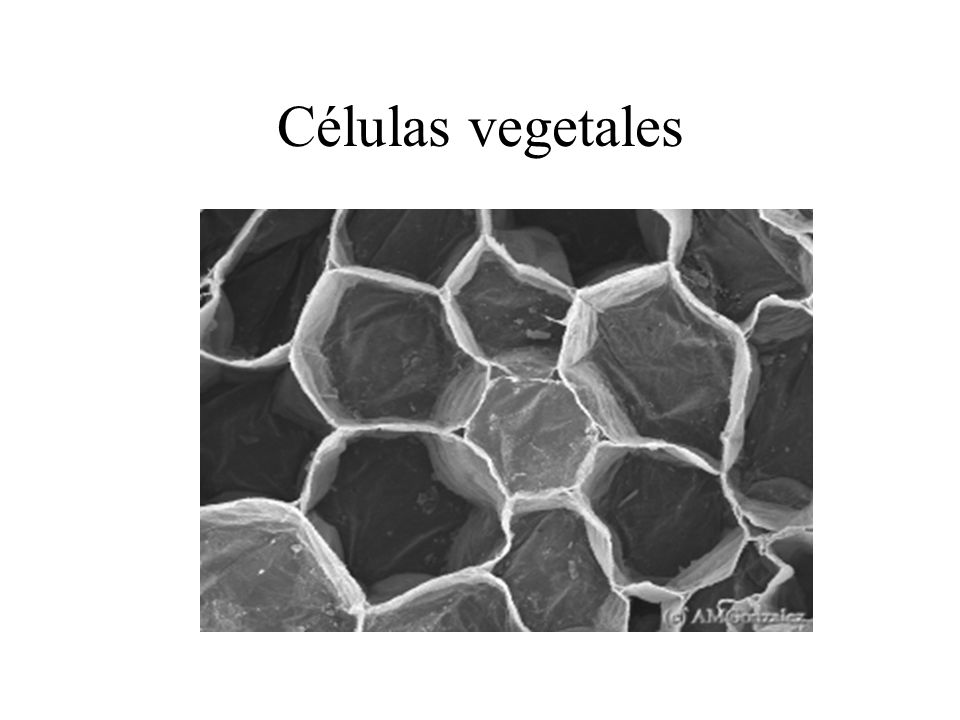 Células vegetales