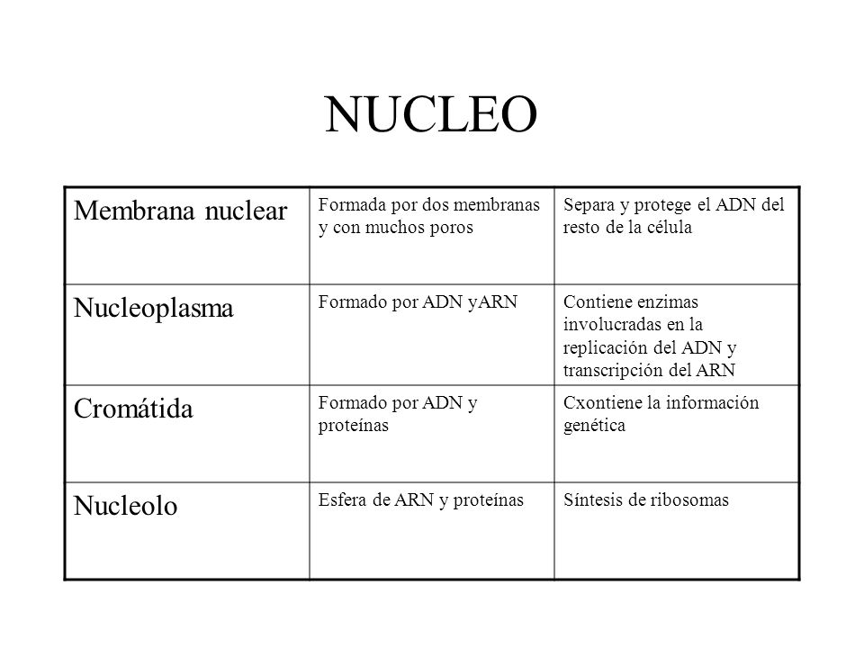 NUCLEO Membrana nuclear Nucleoplasma Cromátida Nucleolo