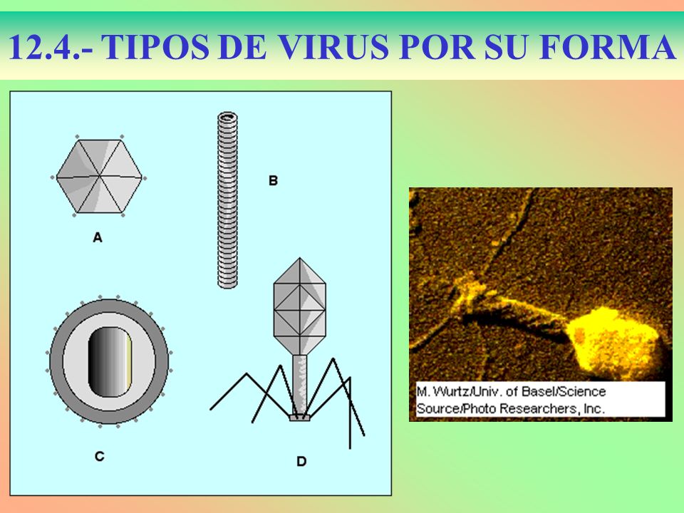 TIPOS DE VIRUS POR SU FORMA