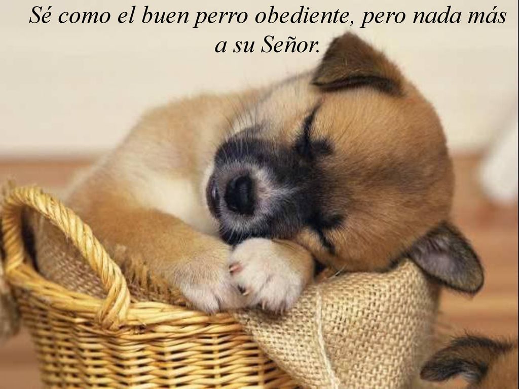 Sé como el buen perro obediente, pero nada más a su Señor.