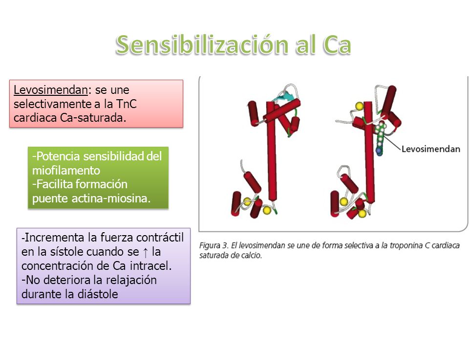 Sensibilización al Ca Levosimendan: se une selectivamente a la TnC cardiaca Ca-saturada. -Potencia sensibilidad del miofilamento.