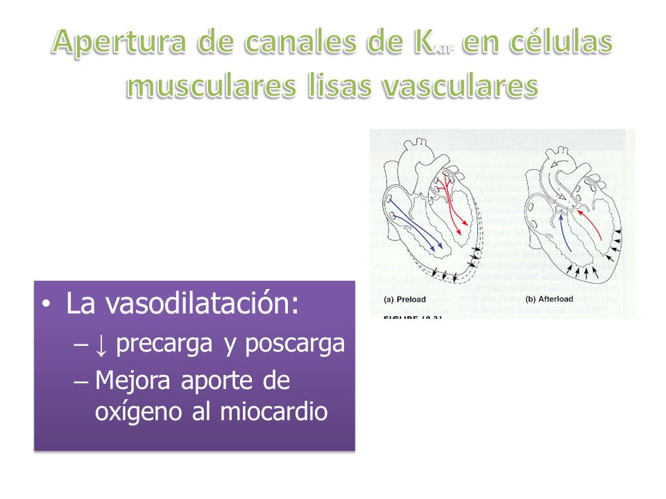 Apertura de canales de KATP en células musculares lisas vasculares