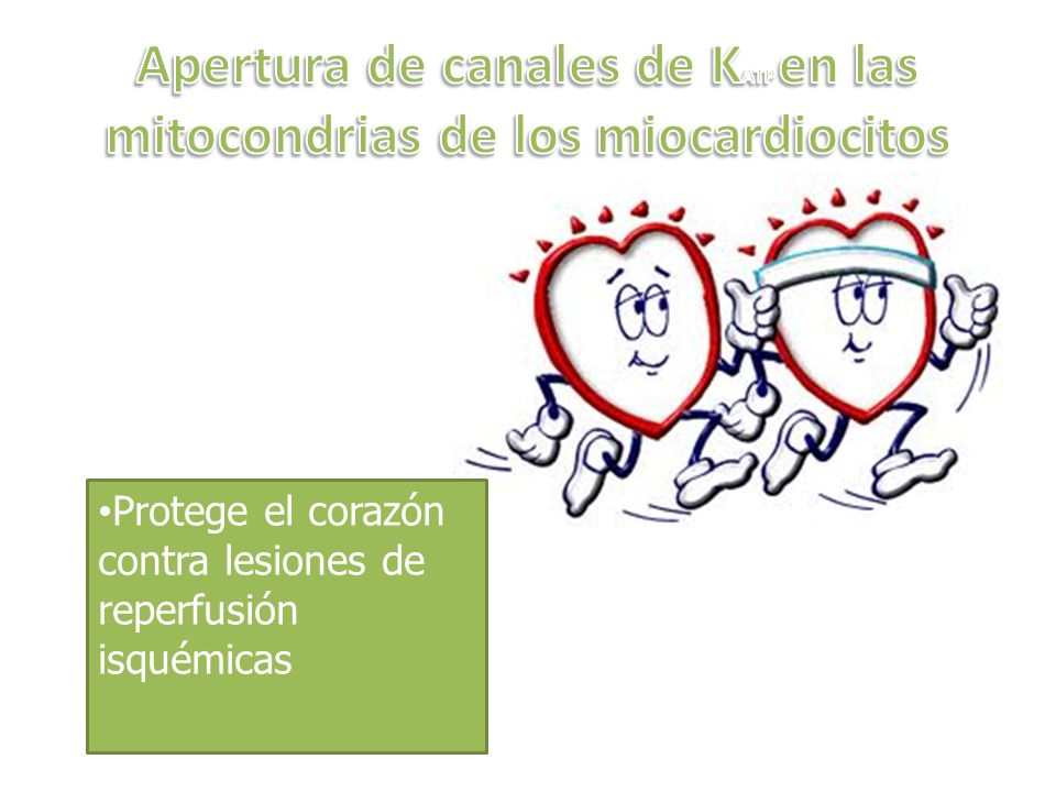Apertura de canales de KATP en las mitocondrias de los miocardiocitos