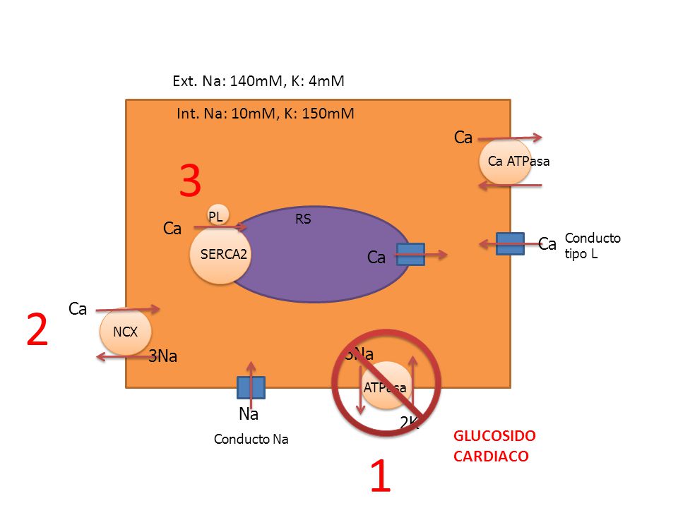 3 2 1 Ext. Na: 140mM, K: 4mM Int. Na: 10mM, K: 150mM Ca Ca Ca Ca Ca