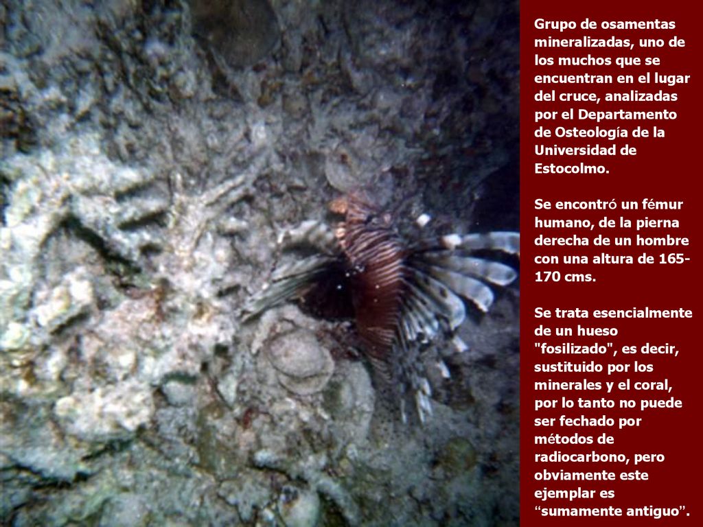 Grupo de osamentas mineralizadas, uno de los muchos que se encuentran en el lugar del cruce, analizadas por el Departamento de Osteología de la Universidad de Estocolmo.
